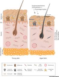 skin senescence mechanisms and impact