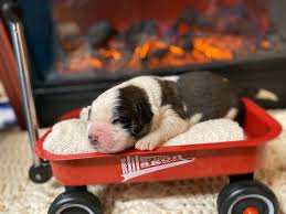 Below is a sample search of our saint bernard breeders with puppies for sale. Lake Michigan Saint Bernards Lake Michigan Akc Saint Bernard Puppies