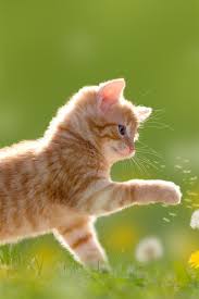 Wallpaper Cute Kitten Play Dandelion