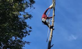 Give a n j tree service llc a call for all your tree service needs. Home Danbury Ct Robles Tree Service Llc