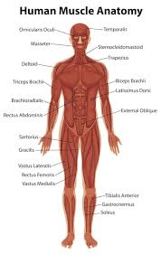 human body images free on