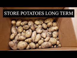 Storing Potatoes Today How To