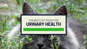 Are there any good alternatives that will keep my kitties healthy? The Best Cat Food For Urinary Health Our Top Picks