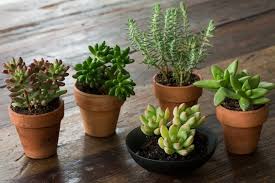 Plant identification apps are useful tools for gardeners and not only. Succulents Explained How To Identify And Grow 12 Favorites Gardenista