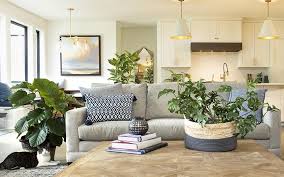 decorate with large indoor plants