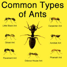 Ant Extermination Pest Pro Exterminating