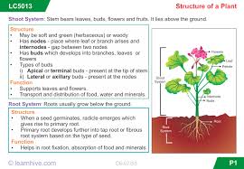 Learnhive Icse Grade 6 Biology Structure And Functions Of