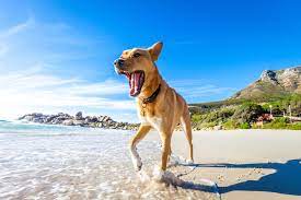 dog friendly beach in north topsail