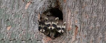 Mothballs will not get rid of your raccoons. 6 Tips For Raccoon Control