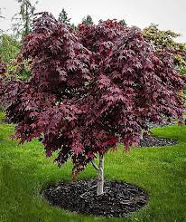 Purple Ghost Japanese Maple For