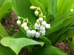 Arbusto dai piccoli fiori bianchi profumatissimi. I 10 Fiori Piu Profumati Del Mondo