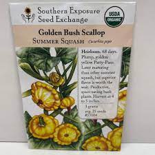 Golden Bush Scallop Summer Squash 3 G Southern Exposure Seed  gambar png