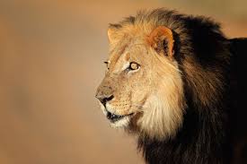 Image result for Lions Roars. Senior: 60-70 years old.