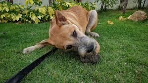 Why Do Dogs Eat Dirt Pets Blog