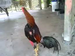 Best Fighting Rooster Ever Youtube