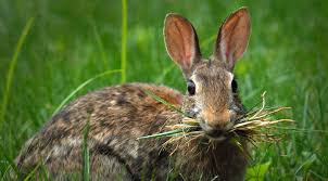 Rabbit Repellent Flowers In Texas To Plant