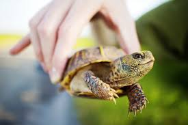 caring for common box turtles as pets