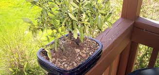 Gardenia Bonsai Tree Review And