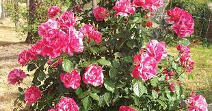 All About Roses Growing Roses The