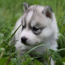 cute husky wallpaper images free