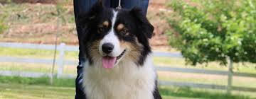 The breed's principal forebears were most likely spanish dogs that accompanied the basque shepherds and herds of fine merino sheep exported to both america and australia in the early days of the colonies. Australian Shepherd Breeder Aussie Puppies Deadwood Oregon