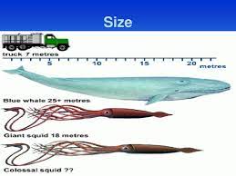 ppt giant squid powerpoint