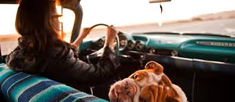 Dog Friendly Accessories For Your Car