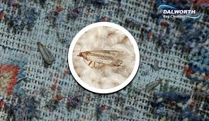 moth damaged rug repair in dallas fort