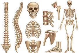 Kerangka manusia terdiri dari 3 bagian dan memiliki fungsi tiap bagiannya. Bagian Dan Jenis Tulang Manusia Halaman All Kompas Com