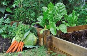 Guide To Starting An Organic Garden