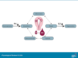 Physiology Of The Endometrium And