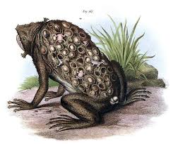 An aquatic south american toad with a flat body and long webbed feet, the female of which carries the eggs and tadpoles in pockets on her back. Suriname Toad With Eggs Embedded In The Skin Of The Back And Juveniles Toad Trypophobia Animal Magic