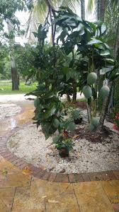 miami fl mango tree garden center