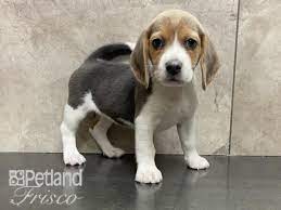 beagle dog female blue 3341840 petland
