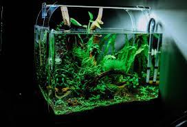 remove scratches from glass aquariums