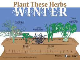 Herbs For Florida To Plant In The