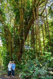 two women with banyan tree hawaii