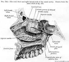 nasal cavity prohealthsys