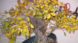 bonsai leaves turning yellow reasons