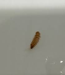 larva of a carpet beetle pest control