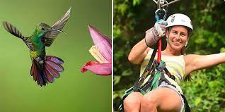 Canopy Tour Erfly And Hummingbird