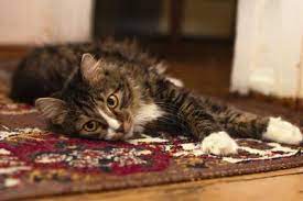 how to get cat litter out of carpet 5