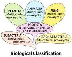 Biological Classification Study Material For Neet Aipmt