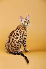The best gifs are on giphy. Bengal Cat Breed Profile Petfinder