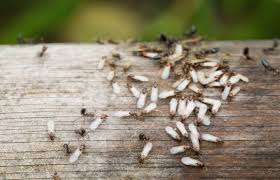 why you don t see carpenter ants during
