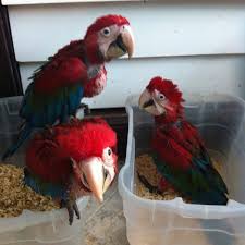 green winged macaw baby parrots