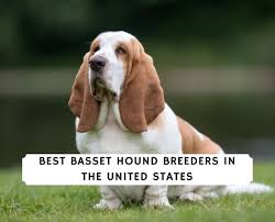 Find basset hounds for sale in hickory, nc on oodle classifieds. 9 Best Basset Hound Breeders In The United States 2021 We Love Doodles