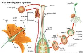 What Is The Difference Between Pollination And Fertilization