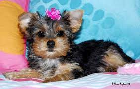Save A Yorkie Rescue gambar png
