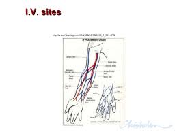 Iv Vein Diagram Technical Diagrams